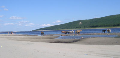 Ленск, пляж, лошади